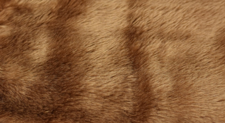 Potahová plyš, čalounická,světle hnědá vlas 20 mm